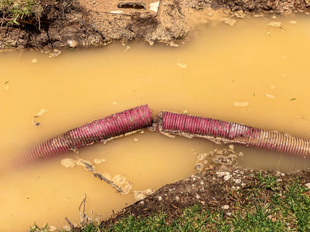 Best Flood restoration services  in Winthrop, MN